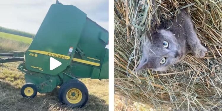 Farmer accidentally wraps cat up in a hay bale [Video]