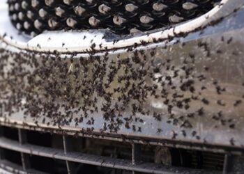 Best Bug and Tar Removers: Don’t Bug Me