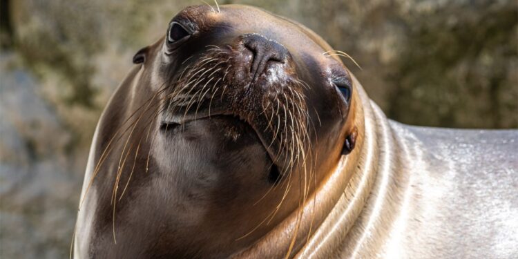 Large Sea Lion Parks Itself on Road, Blocks Traffic in the State of Washington